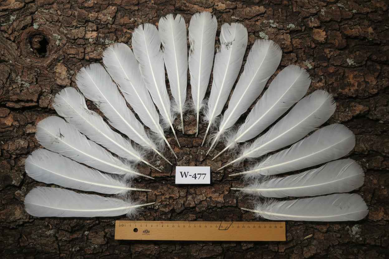 16 Pcs White Turkey Tail Feathers, Fly Tying Materials,Long Feathers. (W-477)