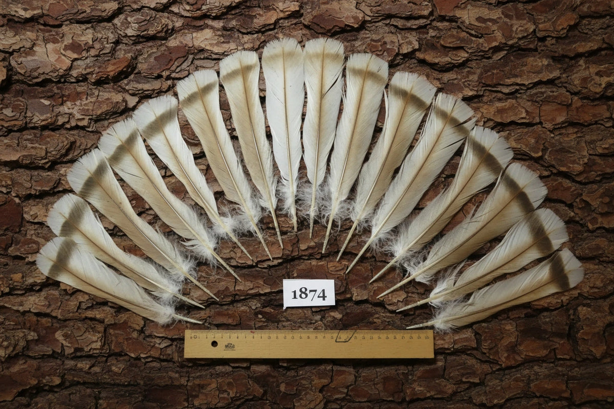 16 Pcs Natural Turkey Tail Feathers, Turkey Feathers,Fly Tying Material,Craft Feathers,Natural Feathers (1874)