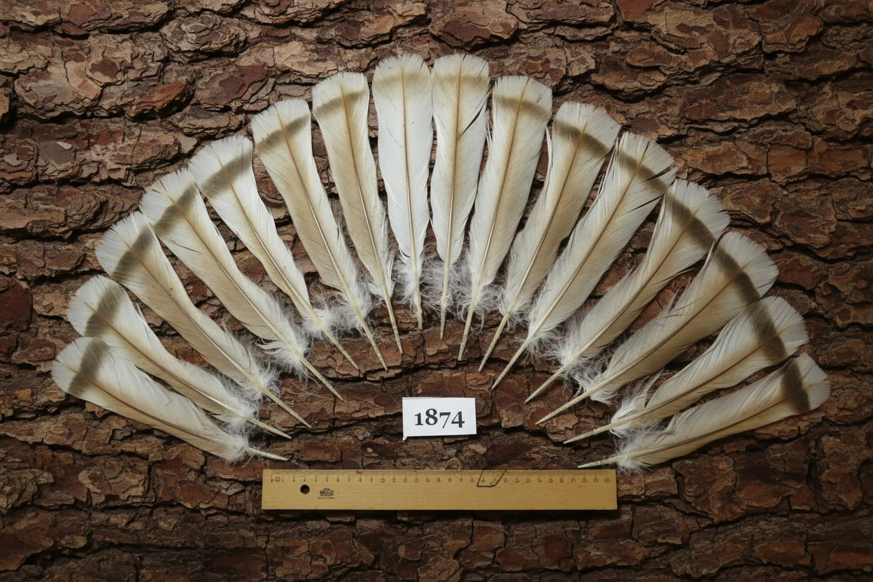 16 Pcs Natural Turkey Tail Feathers, Turkey Feathers,Fly Tying Material,Craft Feathers,Natural Feathers (1874)