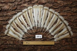 16 Pcs Natural Turkey Tail Feathers, Turkey Feathers,Fly Tying Material,Craft Feathers,Natural Feathers (1874)