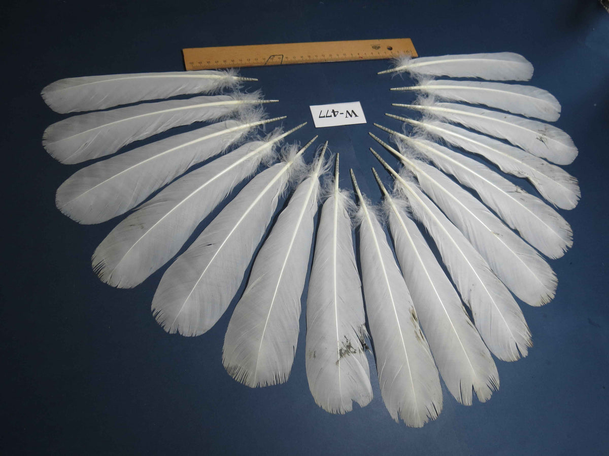 16 Pcs White Turkey Tail Feathers, Fly Tying Materials,Long Feathers. (W-477)
