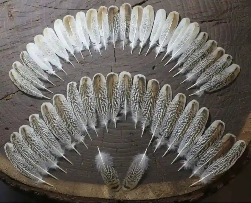 Natural Turkey Feathers