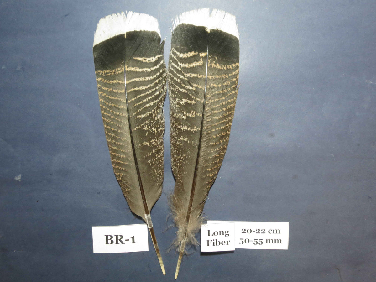 Bronze Turkey Tail Feathers  (One Pair Set) ,Fly Tying Material,Craft Feathers,Natural Turkey Feathers.