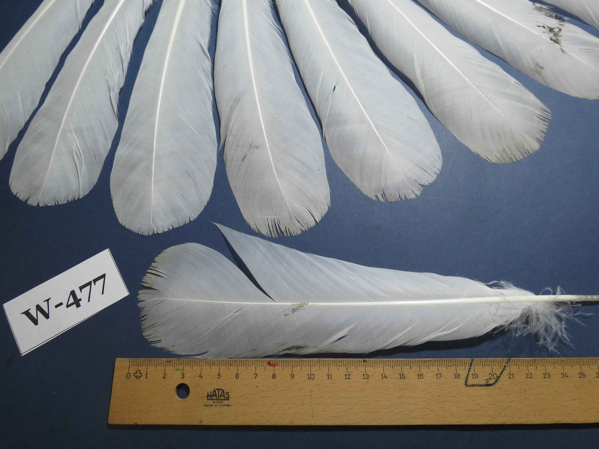 16 Pcs White Turkey Tail Feathers, Fly Tying Materials,Long Feathers. (W-477)