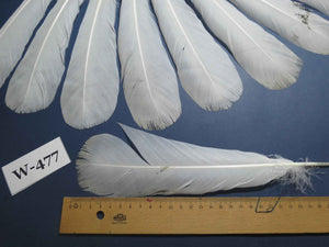 16 Pcs White Turkey Tail Feathers, Fly Tying Materials,Long Feathers. (W-477)