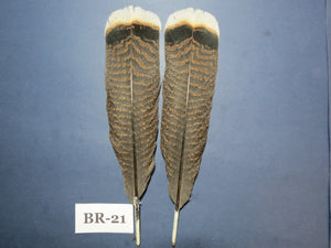 Bronze Turkey Tail Feathers  (One Pair Set) ,Fly Tying Material,Craft Feathers,Natural Turkey Feathers.