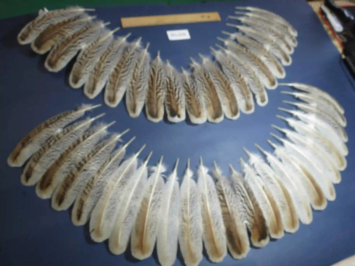 Natural Turkey Feathers
