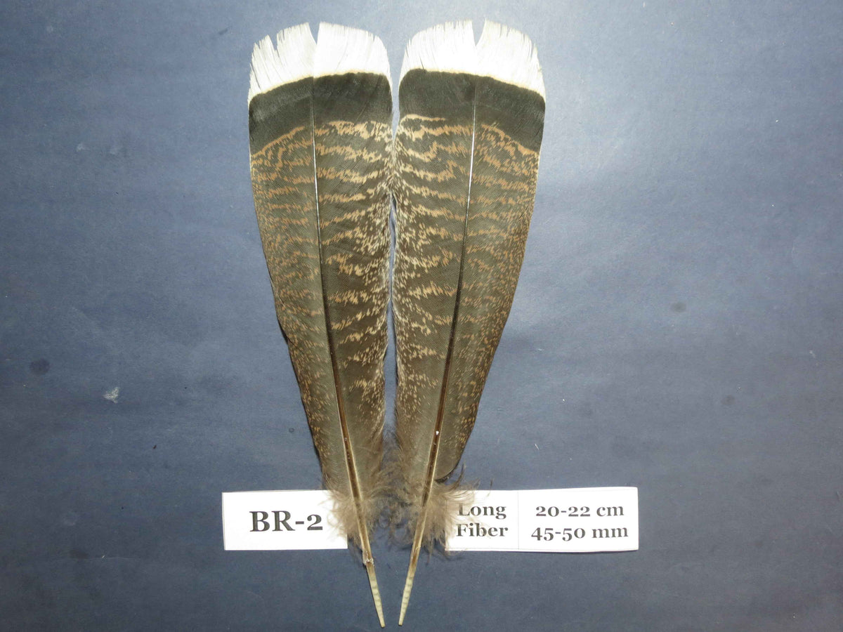 Bronze Turkey Tail Feathers  (One Pair Set) ,Fly Tying Material,Craft Feathers,Natural Turkey Feathers.