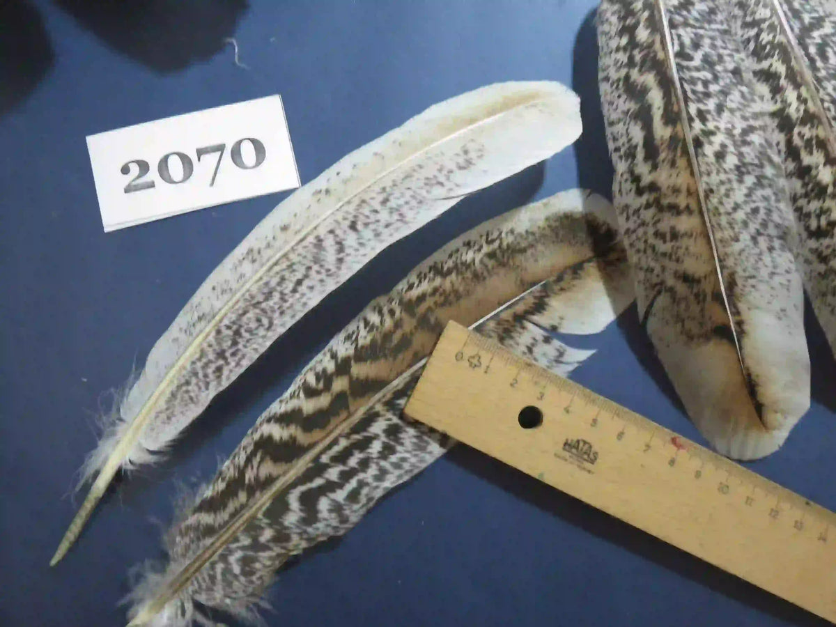 Natural Turkey Feathers