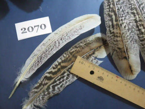 Natural Turkey Feathers