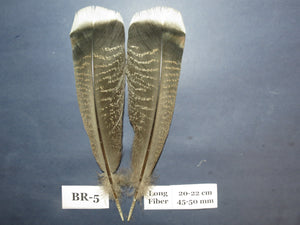 Bronze Turkey Tail Feathers  (One Pair Set) ,Fly Tying Material,Craft Feathers,Natural Turkey Feathers.