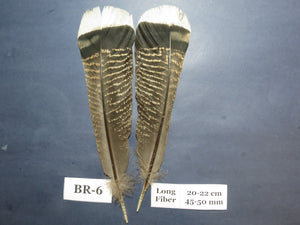 Bronze Turkey Tail Feathers  (One Pair Set) ,Fly Tying Material,Craft Feathers,Natural Turkey Feathers.