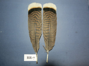 Bronze Turkey Tail Feathers  (One Pair Set) ,Fly Tying Material,Craft Feathers,Natural Turkey Feathers.