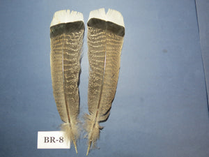 Bronze Turkey Tail Feathers  (One Pair Set) ,Fly Tying Material,Craft Feathers,Natural Turkey Feathers.