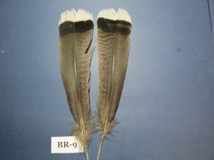 Bronze Turkey Tail Feathers  (One Pair Set) ,Fly Tying Material,Craft Feathers,Natural Turkey Feathers.