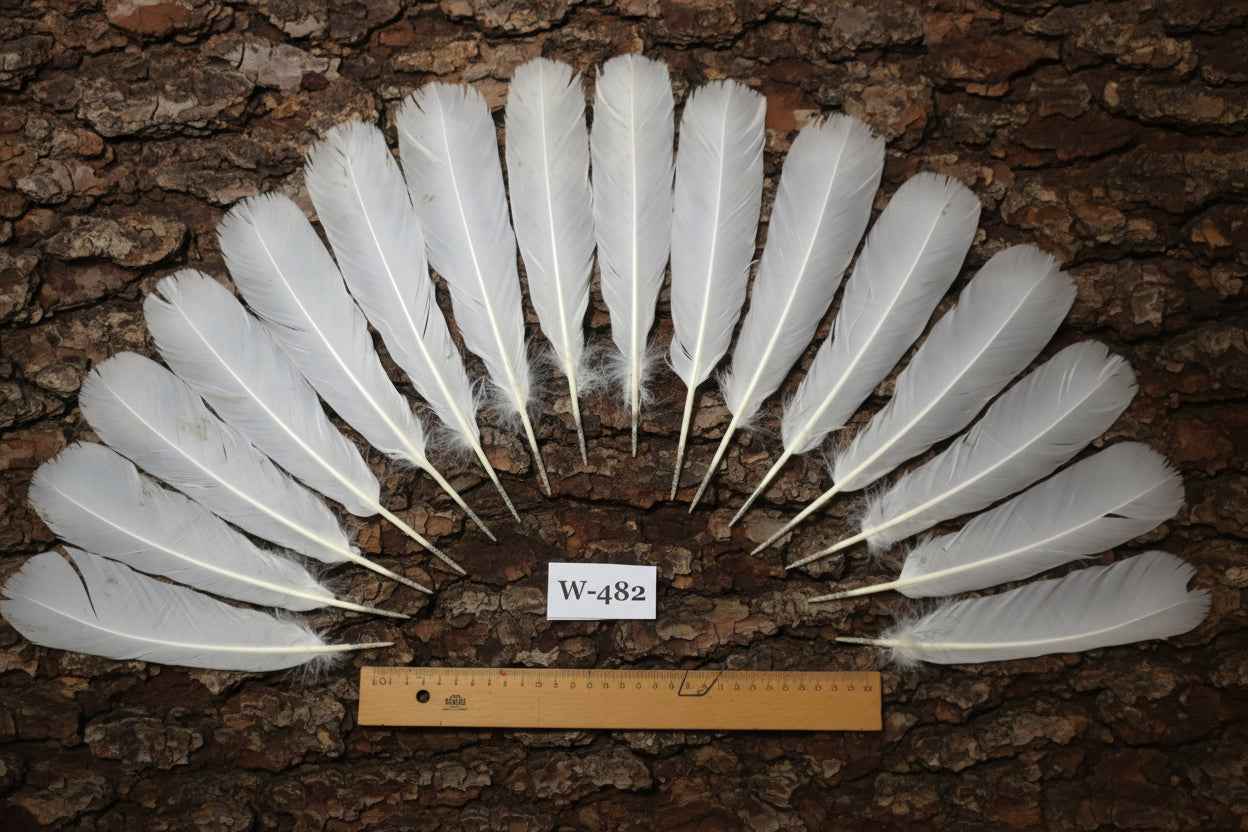 16 Pcs White Turkey Tail Feathers, Fly Tying Materials,Long Feathers. (W-482)