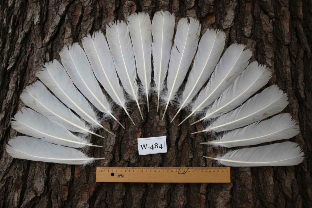 16 Pcs White Turkey Tail Feathers, Fly Tying Materials,Long Feathers. (W-484)