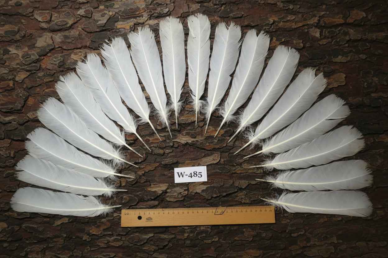18 Pcs White Turkey Tail Feathers, Fly Tying Materials,Long Feathers. (W-485)