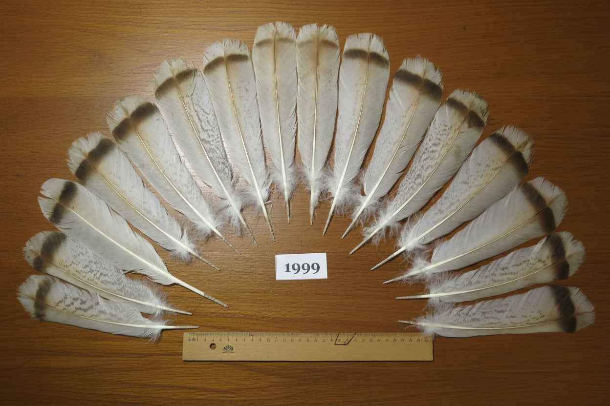 16 Pcs Natural Turkey Tail Feathers, Fly Tying Materials,Turkey Feathers. (1999)