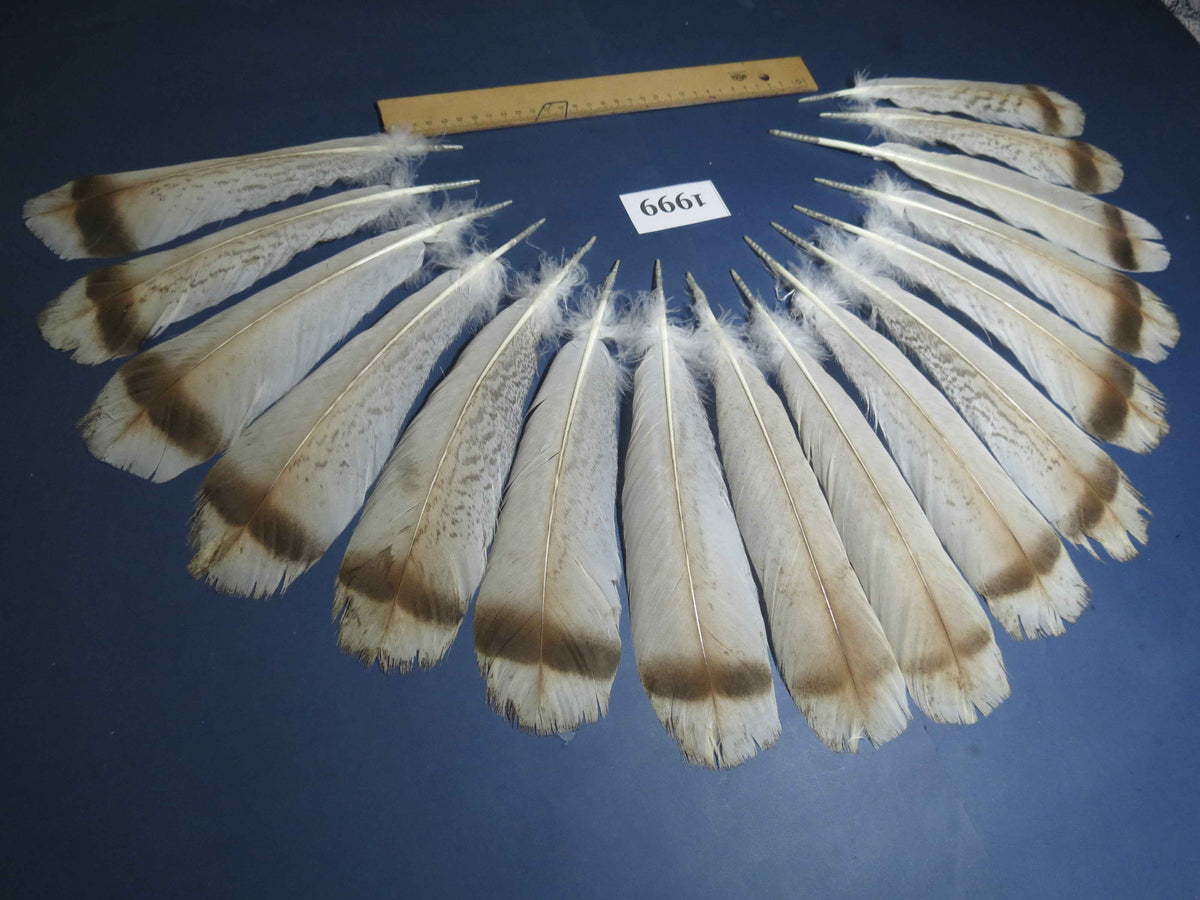 16 Pcs Natural Turkey Tail Feathers, Fly Tying Materials,Turkey Feathers. (1999)