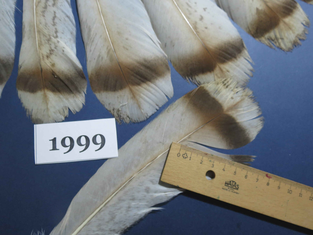 16 Pcs Natural Turkey Tail Feathers, Fly Tying Materials,Turkey Feathers. (1999)