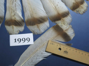16 Pcs Natural Turkey Tail Feathers, Fly Tying Materials,Turkey Feathers. (1999)