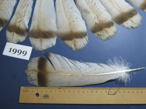 16 Pcs Natural Turkey Tail Feathers, Fly Tying Materials,Turkey Feathers. (1999)