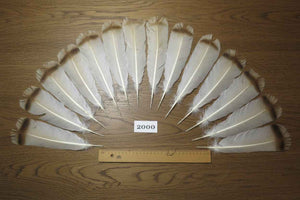 14 Pcs Natural Turkey Tail Feathers, Fly Tying Materials,Turkey Feathers. (2000)
