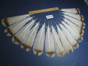 14 Pcs Natural Turkey Tail Feathers, Fly Tying Materials,Turkey Feathers. (2000)