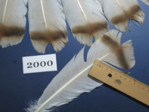 14 Pcs Natural Turkey Tail Feathers, Fly Tying Materials,Turkey Feathers. (2000)