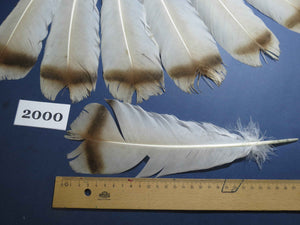 14 Pcs Natural Turkey Tail Feathers, Fly Tying Materials,Turkey Feathers. (2000)