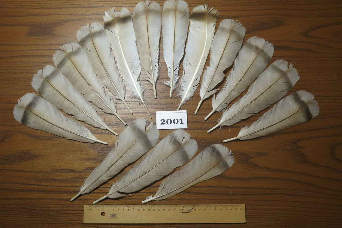 15 Pcs Natural Turkey Tail Feathers, Fly Tying Materials,Turkey Feathers. (2001)