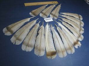 15 Pcs Natural Turkey Tail Feathers, Fly Tying Materials,Turkey Feathers. (2001)