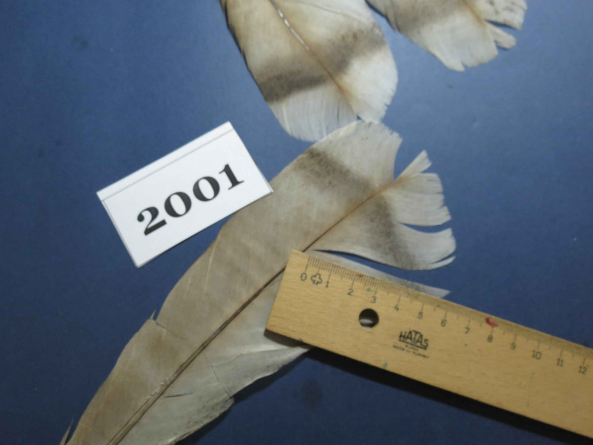 15 Pcs Natural Turkey Tail Feathers, Fly Tying Materials,Turkey Feathers. (2001)