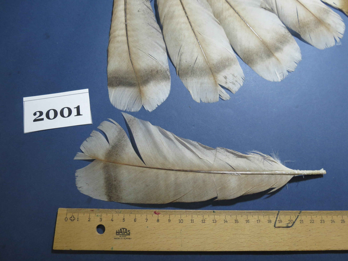 15 Pcs Natural Turkey Tail Feathers, Fly Tying Materials,Turkey Feathers. (2001)