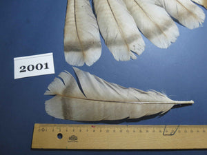 15 Pcs Natural Turkey Tail Feathers, Fly Tying Materials,Turkey Feathers. (2001)