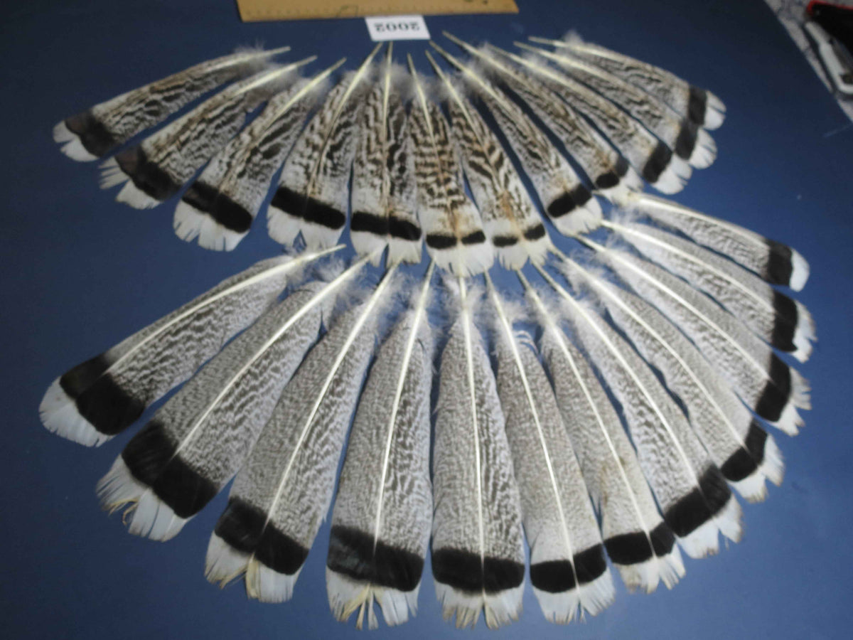 24 Pcs Natural Turkey Tail Feathers, Fly Tying Materials,Turkey Feathers. (2002)