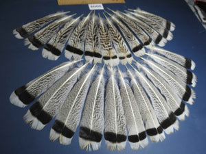 24 Pcs Natural Turkey Tail Feathers, Fly Tying Materials,Turkey Feathers. (2002)