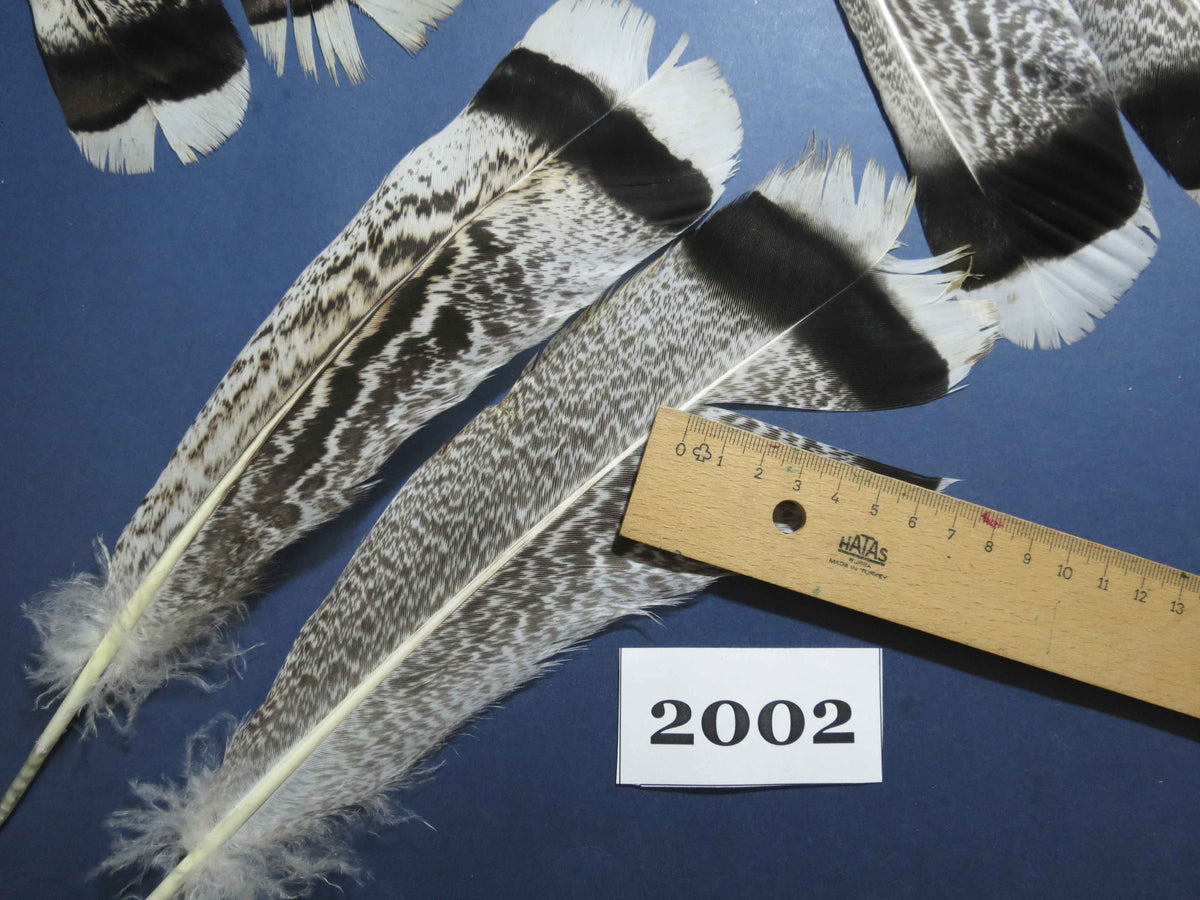 24 Pcs Natural Turkey Tail Feathers, Fly Tying Materials,Turkey Feathers. (2002)