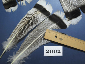 24 Pcs Natural Turkey Tail Feathers, Fly Tying Materials,Turkey Feathers. (2002)