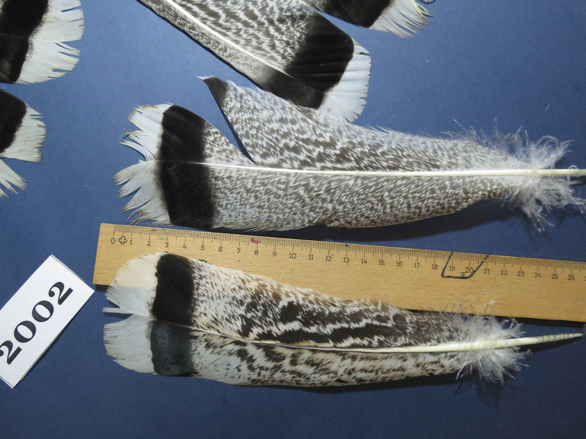 24 Pcs Natural Turkey Tail Feathers, Fly Tying Materials,Turkey Feathers. (2002)