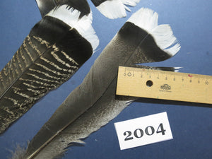 26 Pcs Natural Turkey Tail Feathers, Turkey Feathers,Fly Tying Material,Craft Feathers,Natural Feathers (2004)
