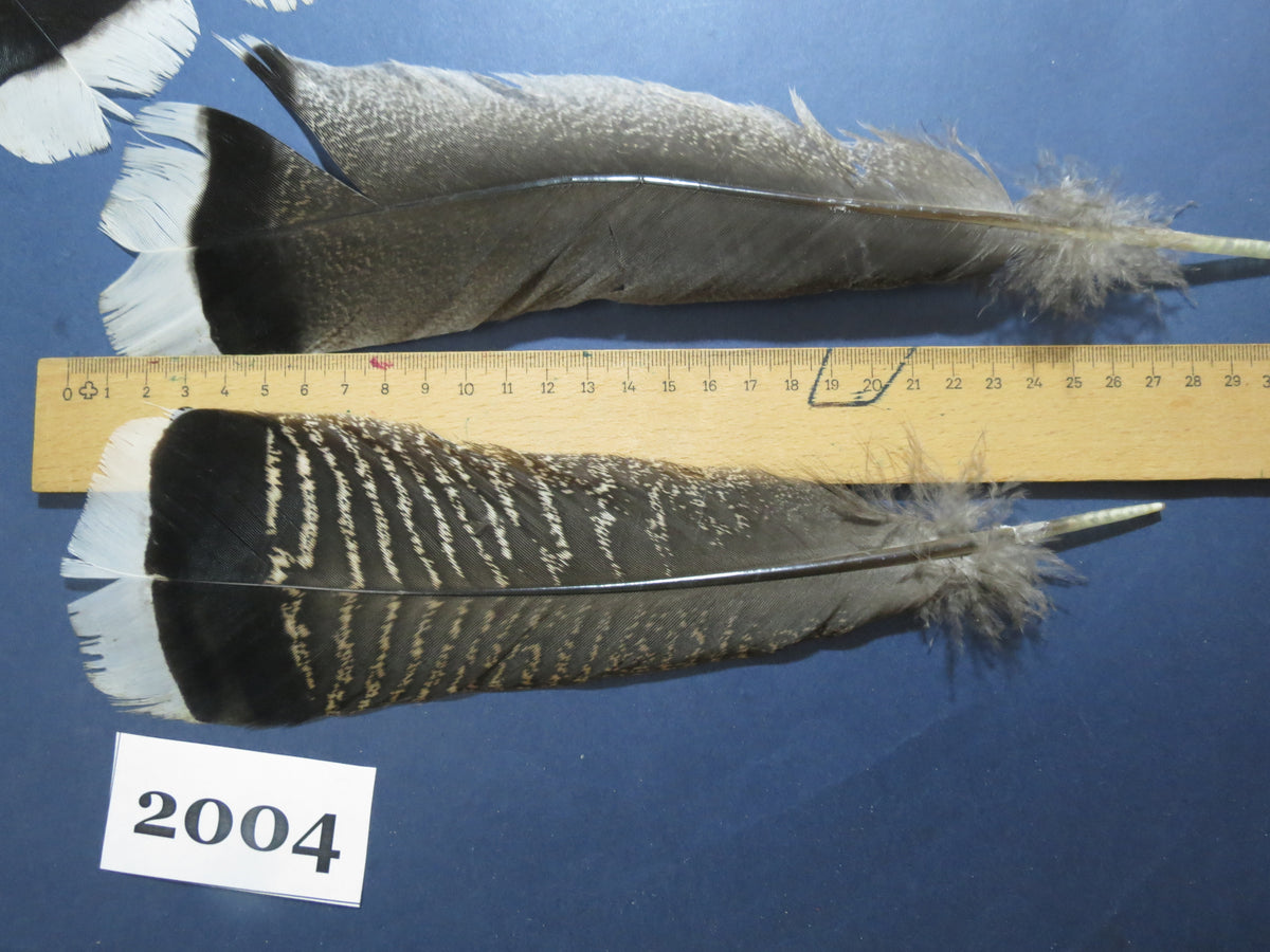 26 Pcs Natural Turkey Tail Feathers, Turkey Feathers,Fly Tying Material,Craft Feathers,Natural Feathers (2004)