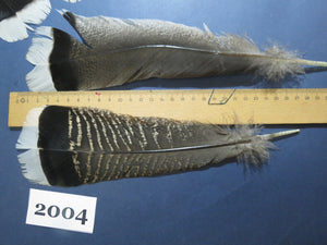 26 Pcs Natural Turkey Tail Feathers, Turkey Feathers,Fly Tying Material,Craft Feathers,Natural Feathers (2004)