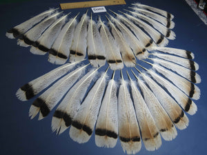 28 Pcs Natural Turkey Tail Feathers, Fly Tying Materials,Turkey Feathers. (2005)