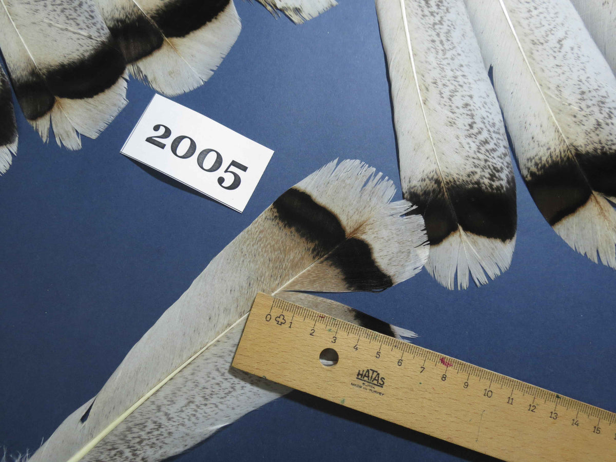 28 Pcs Natural Turkey Tail Feathers, Fly Tying Materials,Turkey Feathers. (2005)