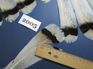 28 Pcs Natural Turkey Tail Feathers, Fly Tying Materials,Turkey Feathers. (2005)