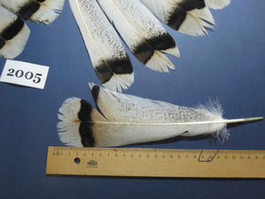 28 Pcs Natural Turkey Tail Feathers, Fly Tying Materials,Turkey Feathers. (2005)