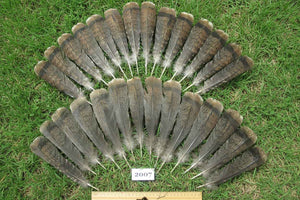 28 Pcs Natural Turkey Tail Feathers, Fly Tying Materials,Turkey Feathers. (2007)