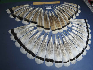 34 Pcs Natural Turkey Tail Feathers, Fly Tying Materials,Turkey Feathers. (2008)